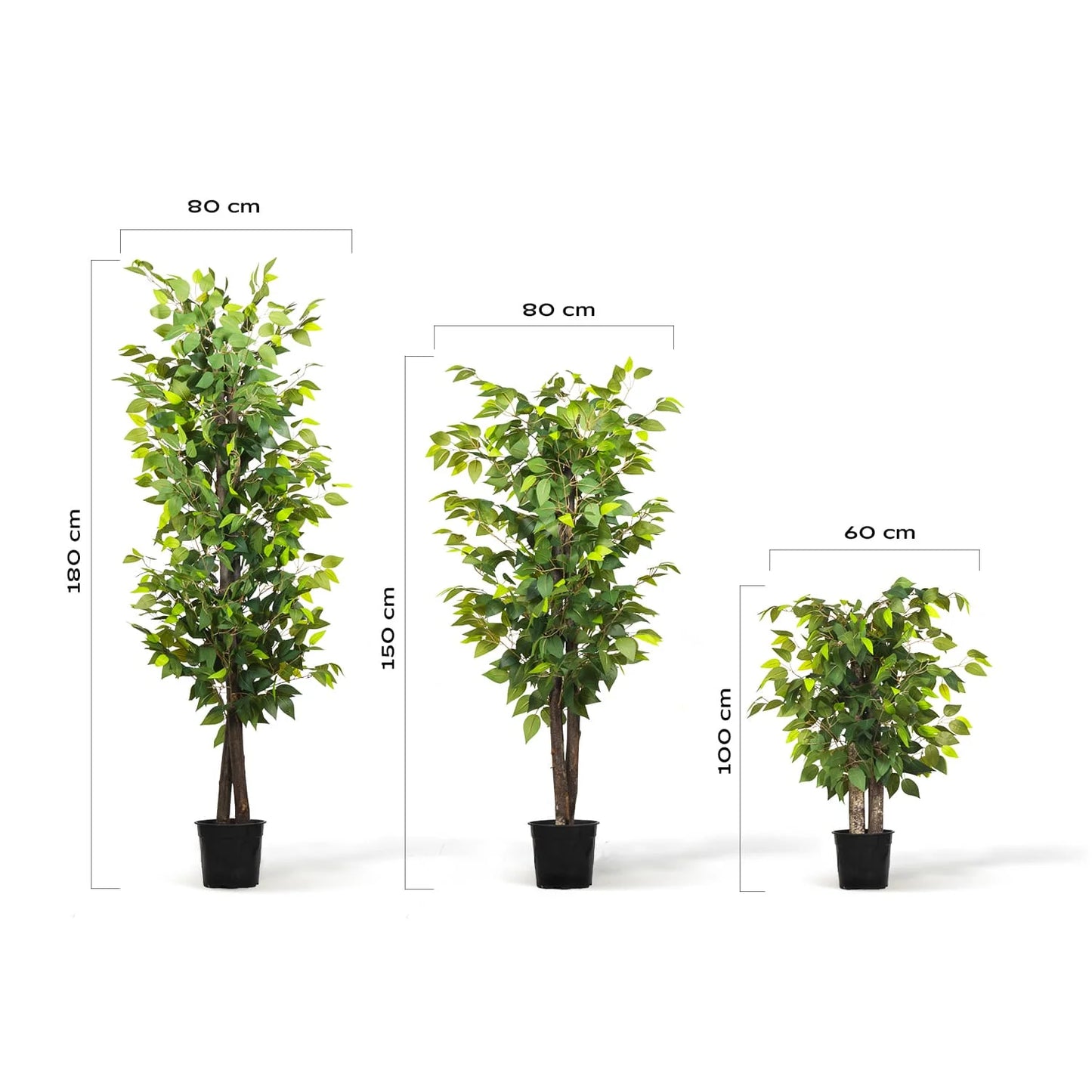 Ficus Ficus