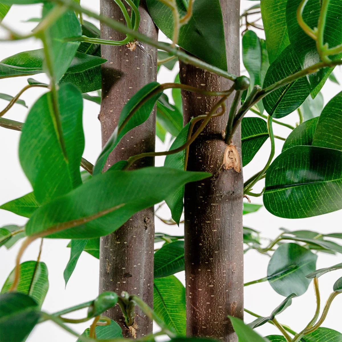 Ficus Ficus