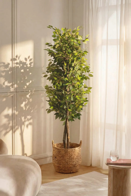 Ficus Ficus