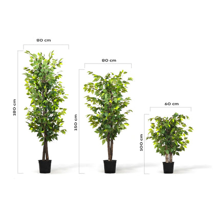Ficus Ficus
