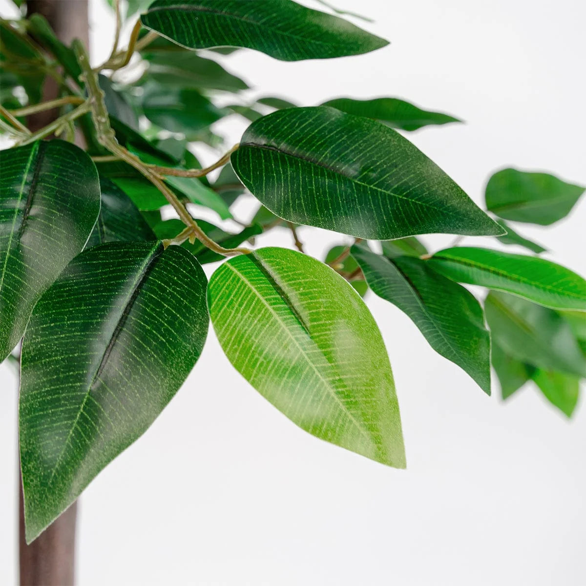 Ficus Ficus