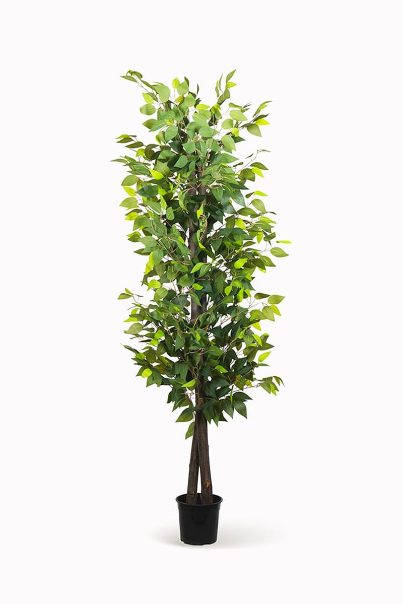 Ficus Ficus